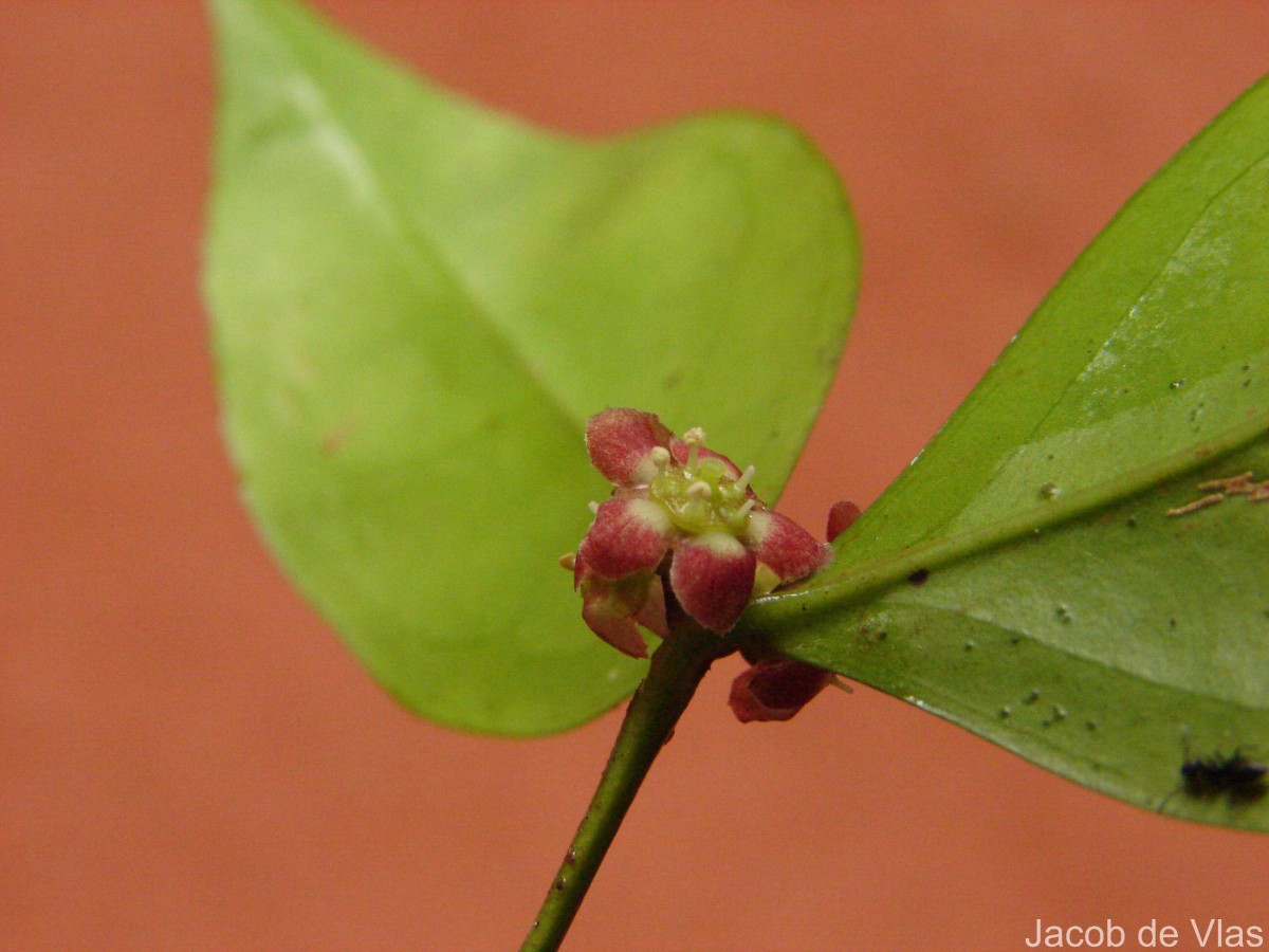 Euonymus walkeri Wight